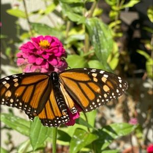 Meet your Posher, Laura